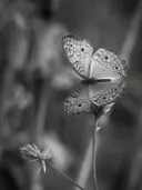 Zwart-witfoto van een vlinder met gedetailleerde vleugels rustend op een bloem.