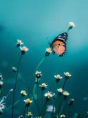 Foto van een oranje-zwarte vlinder op witte madeliefjes met een turquoise achtergrond.