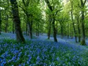 Loofbos in de lente met een dicht tapijt van paarsblauwe bloemen tussen de bomen.