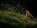 Rode vos tussen paarse bloemen en gras in warm avondlicht.