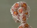 Surrealistisch kunstwerk van een vrouwenprofiel bedekt met roze pioenrozen.