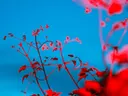 Close-up van rode bloesems en takjes tegen een blauwe achtergrond, met een wazige rode bloem rechts.