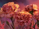 Vurige anjers onder de avondlucht, surrealisme schilderij