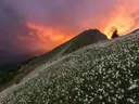 Berghelling bedekt met witte narcissen onder een felgekleurde oranje zonsonderganglucht.