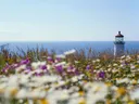 Vuurtoren aan zee gezien over een veld met wilde bloemen.