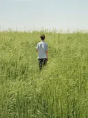 Landschap met een persoon die van achteren gezien door een veld hoog gras loopt.