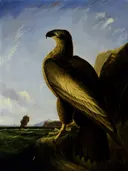 Washington Sea Eagle van John James Audubon: dieren met adelaar, roofvogel, rots en water, in donkerbruin en blauw
