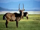 Waterbok met lange gedraaide hoorns staand in grasland met bergen op de achtergrond.