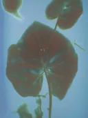 Macrofoto van een rond waterplantblad tegen een blauwe achtergrond