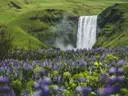Waterval die neerstort tussen groene heuvels, met een veld paarse bloemen op de voorgrond.