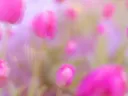 Wazige foto van roze tulpen in een veld.