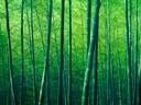 Dicht bamboebos met talloze rechte, groene bamboestengels die het beeld vullen.