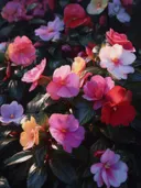 Schilderij van een weelderige bloementuin met rode en roze bloesems