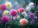 Schilderij van weelderig bloeiende dahlia's in diverse kleuren