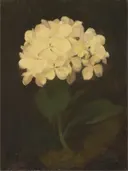 White Hydrangea van Stuart Park: stilleven met bloemen