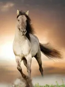 Paarden