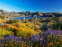Veld met oranje en paarse wildbloemen en cactussen, met bergen en een meer op de achtergrond.