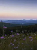 Wilde bloemen op de voorgrond met bergen op de achtergrond bij zonsondergang.