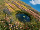 Landschapsfoto van wilde bloemenweide bij volle zon, met een kikker op een blad