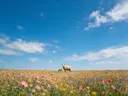 Landschapsfoto van wilde bloemenweide bij volle zon, met een ooi met haar lammetje
