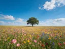 Landschapsfoto van wilde bloemenweide bij volle zon, met een statige eik
