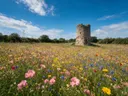 Landschapsfoto van wilde bloemenweide bij volle zon, met de ruïne van een oude toren