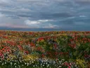 Veld vol klaprozen en wilde bloemen onder een bewolkte lucht.