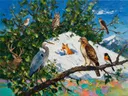 Dieren