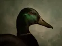 Studioportret van Wilde Eend en profil, tegen een geschilderd doek in salie