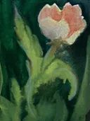 Aquarelillustratie van een oranje-roze klaproos tussen groene bladeren op een donkere achtergrond.