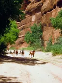 Groep wilde paarden rennend door een rode canyon met bomen.