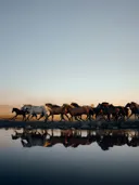 Kudde galopperende wilde paarden bij een waterkant met reflectie in het water