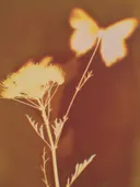 Sepiakleurige macrofoto van een schermbloem met een vlinder op de achtergrond