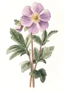 Aquarel van een roze wilde roos
