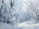 Landschapsschilderij van een besneeuwd winterbos