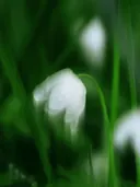 Wit klokvormig bloempje tussen groen gras met een wazige achtergrond
