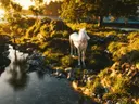 Wit paard bij een beekje in een zonovergoten bos