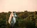 Wit paard staand tussen struiken bij zonsondergang.