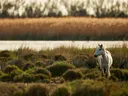 Wit paard tussen struiken en riet in een moerasgebied bij zonsopgang.