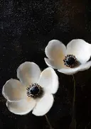 Schilderij van witte anemonen op een zwarte achtergrond