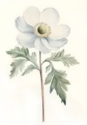 Botanische aquarel van een witte anemoon