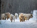 Kudde witte bizons lopend door een besneeuwd bos