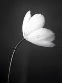 Zwart-witte macrofoto van delicate bloem