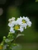 Macro-opname van witte bloesembloemetjes met wazige groene achtergrond