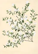 Botanische prent van een witte bloesemtak