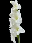 Witte gladiolenbloemen met meerdere bloemknoppen op een zwarte achtergrond