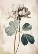 Botanische studie van een witte klaverbloem