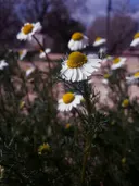 Close-up van witte madeliefjes met gele hartjes tussen groene stengels