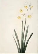 Botanische prent van witte narcissen