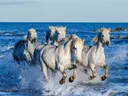 Witte paarden galopperen door zee